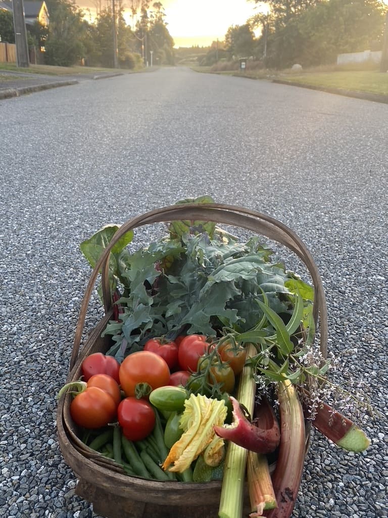 A trug basket of freshly harvested garden vegetables at golden hour on the West Coast of New Zealand