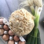 Christchurch Farmers Market : A Review – Jax Hamilton